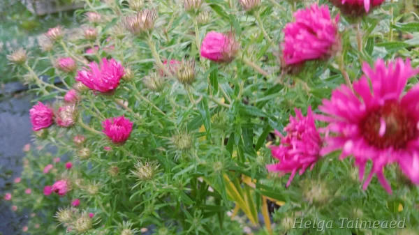 Aster novae-angliae 'Andenken an Alma Pötschke'