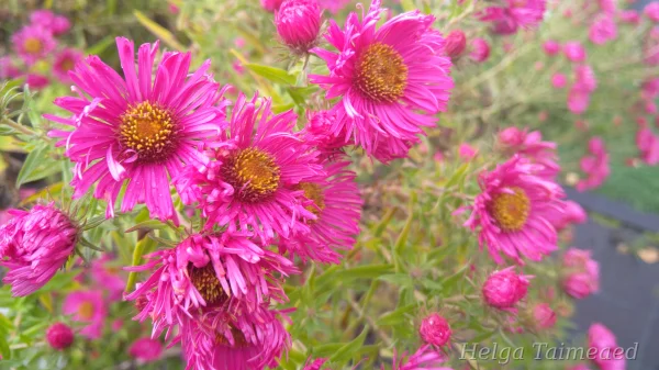 Aster novae-angliae 'Andenken an Alma Pötschke'
