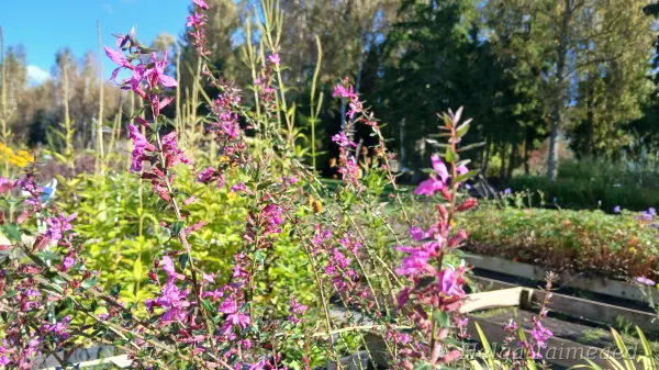 Lythrum virgatum 'Dropmore Purple' Vitsjas kukesaba