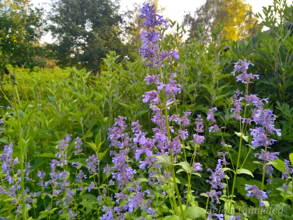 Nepeta grandiflora ‘Bramdean’