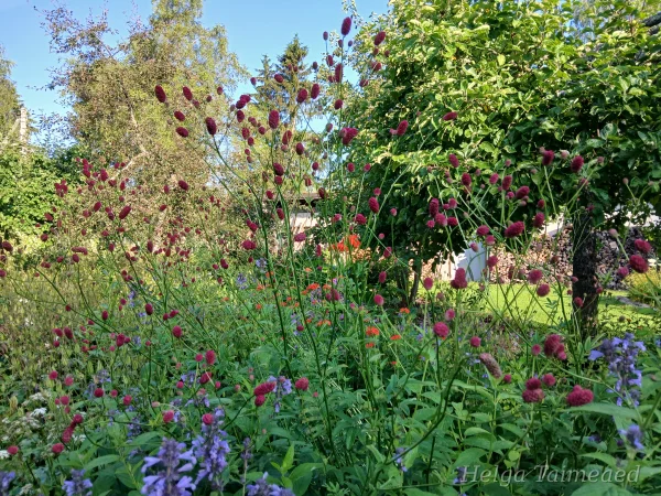 Sanguisorba officinalis 'Arnhem' Кровохлёбка