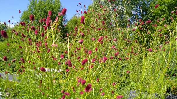 Sanguisorba officinalis 'Arnhem'