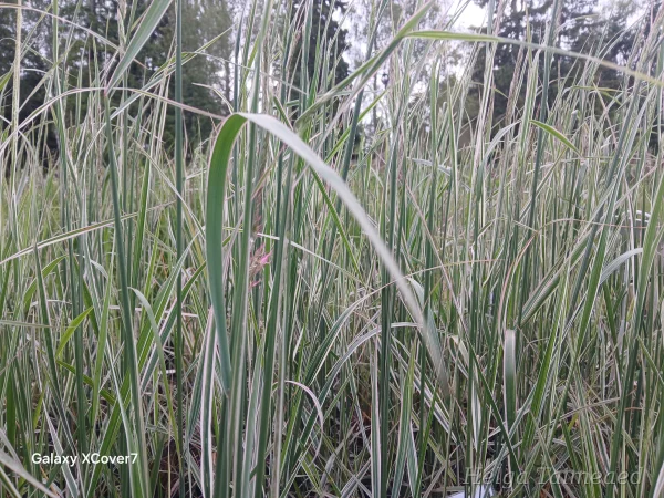 Calamagrostis x acutiflora  'Avalanche'