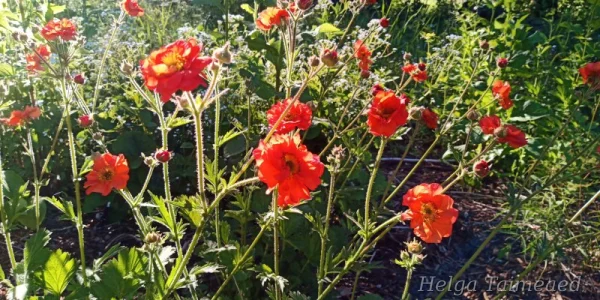 Geum 'Scarlet Tempest' Гравилат