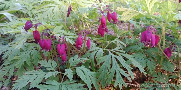 Dicentra formosa 'Bacchanal'