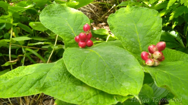 Triosteum himalayanum