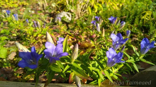 Gentiana x hybrida 'Luis Easy Blue'