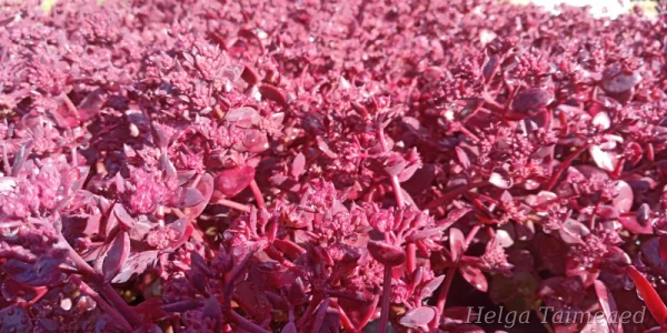 Sedum Sunspararkler  'Firecracker'