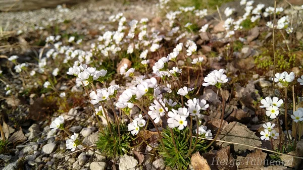 Androsace carnea subsp. brigantiaca
