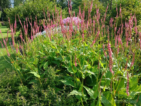 Bistorta (Persicaria) ampexicaulis 'Seven Oaks Village' Kaelus-ussitatar