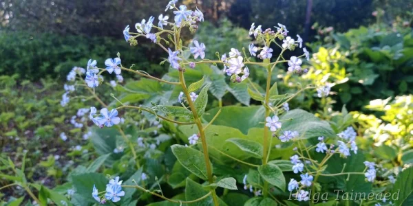 Brunnera macrophylla 'Starry Eyes' Suurelehine brunnera