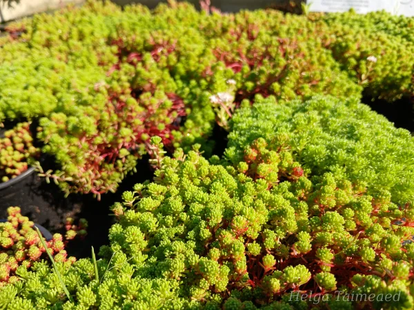 Sedum lydium