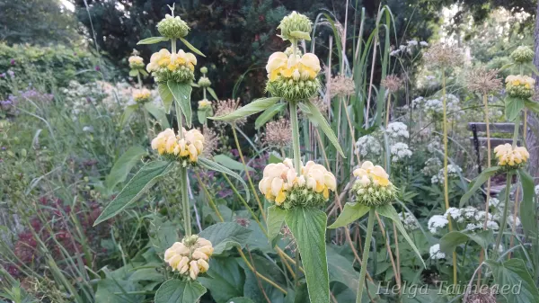 Phlomis russeliana Süüria tuliürt