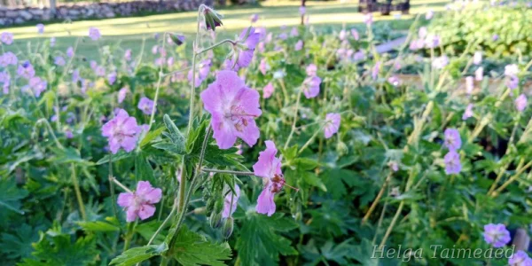 Geranium phaeum 'Walküre'