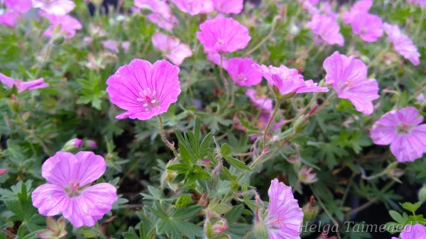 Geranium sanguineum 'Ankums Pride'