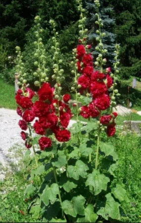 Alcea rosea 'Chaters Scarlet' Шток-роза