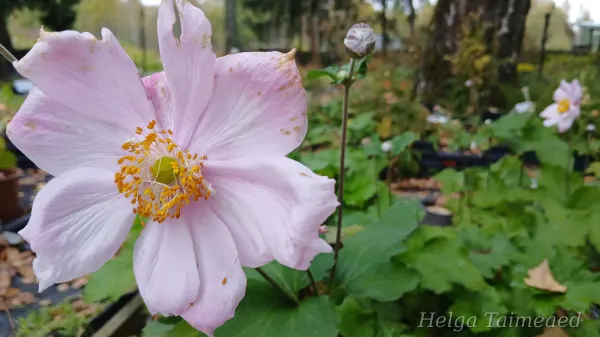 Eriocapitella x hybrida (Anemone) 'Königin Charlotte'  Villülane