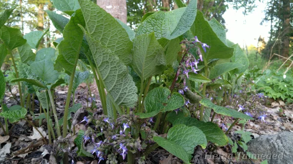 Trachystemon orientalis Трахистемон восточный