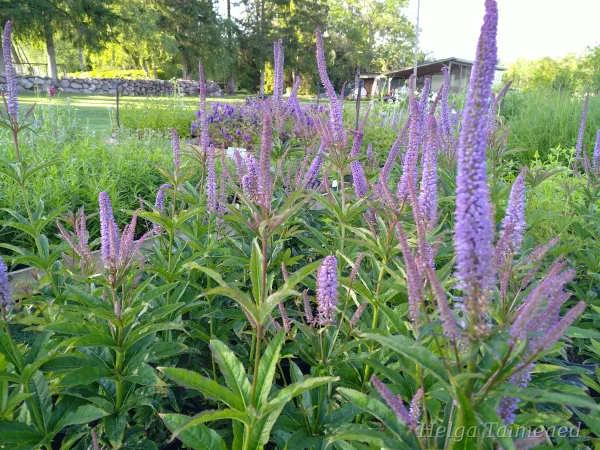 Veronicastrum virginicum'Cupid'  Virginiantädyke
