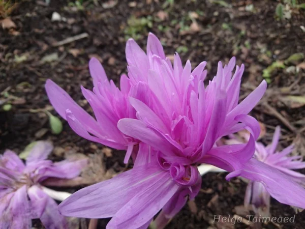 Colchicum autumnale 'Pleniflorum'