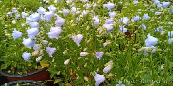 Campanula cochlearifolia 'Elizabeth Oliver' Колокольчик ложечницелистный