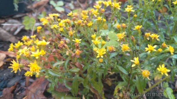 Solidago alpestris (S. virgaurea minuta var.minutissima)