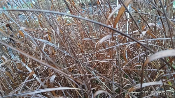 Sorghastrum nutans 'JS Activo Volcano'