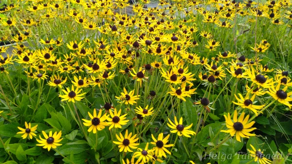 Rudbeckia fulgida 'Little Goldstar' Рудбекия блестящая
