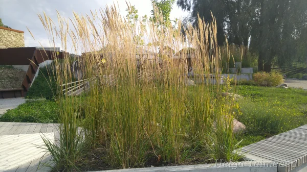 Calamagrostis x acutiflora 'Karl Foerster' Вейник остроцветковый