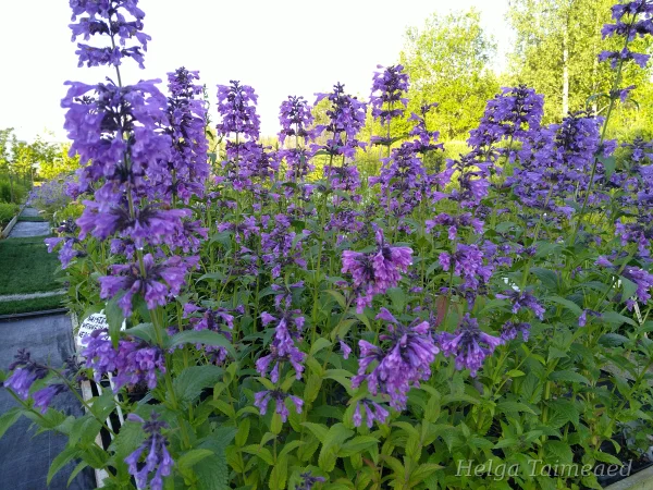 Nepeta 'Weinheim Big Blue'