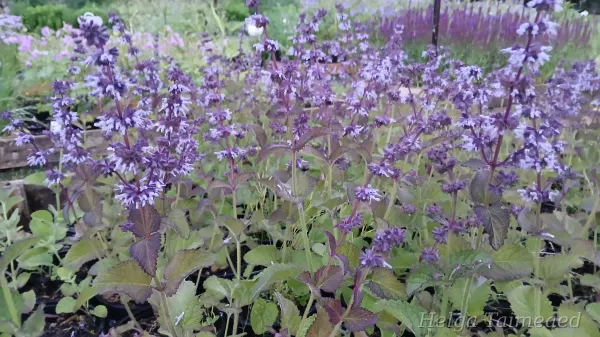 Salvia verticillata 'Hannay's Blue'