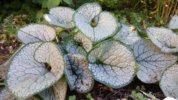 Brunnera macrophylla ' Silver Heart'