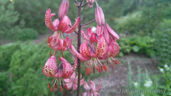 Lilium martagon 'Manitoba Morning' Kirju liilia