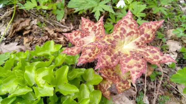 Podophyllum 'Spotty Dotty' Mayapple