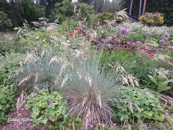 Helictotrichon sempervirens 'Pendula' Овсец (Геликтотрихон) вечнозеленый