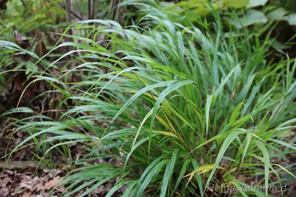 Hakonechloa macra 'Green Hills'
