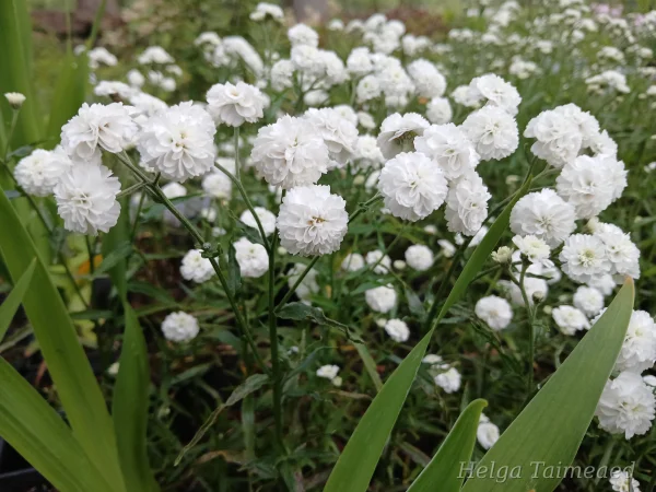 Achillea ptarmica 'Diadem'