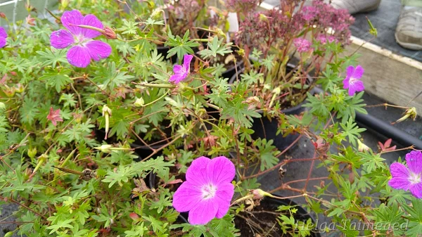 Geranium sanguineum 'Cedric Morris' Герань кроваво-красная