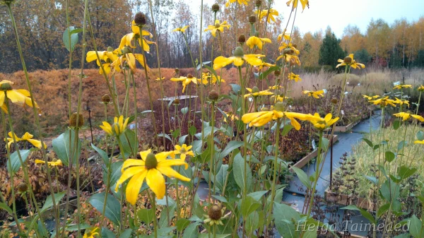 Rudbeckia nitida 'Herbstsonne' Рудбекия глянцевитая