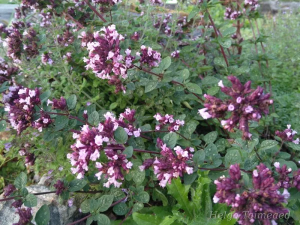 Origanum hybride 'Gentle Breeze'