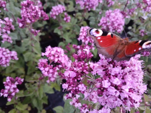 Origanum hybride 'Rosenkuppel' Душица