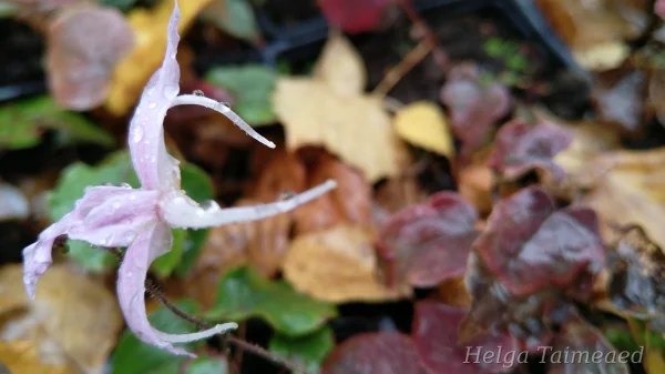 Epimedium leptorrhizum