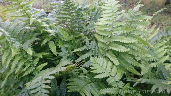 Dryopteris crassirhizoma