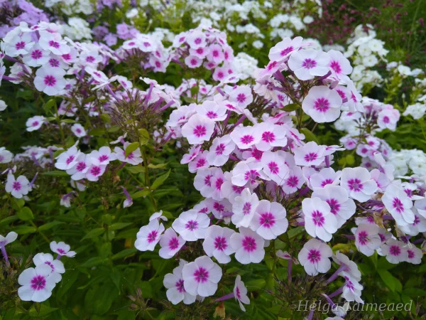 Phlox paniculata 'Adessa Pink Star' Флокс метельчатый
