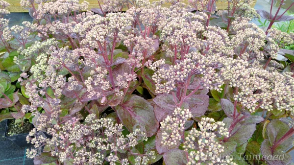 Sedum 'Matrona' Очиток