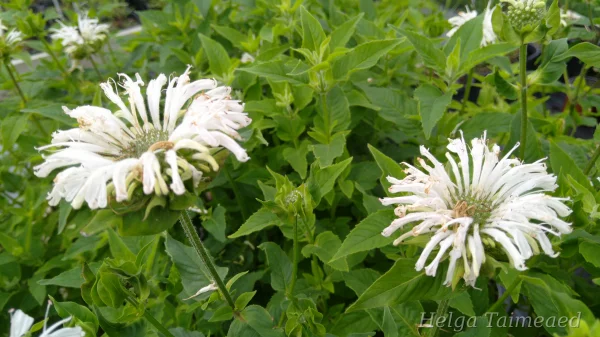 Monarda 'Bee Bright'