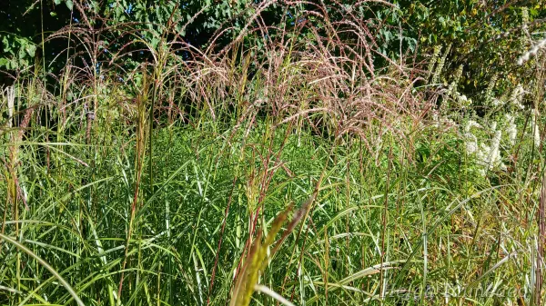 Miscanthus sinensis 'Federweiser' Hiina siidpööris
