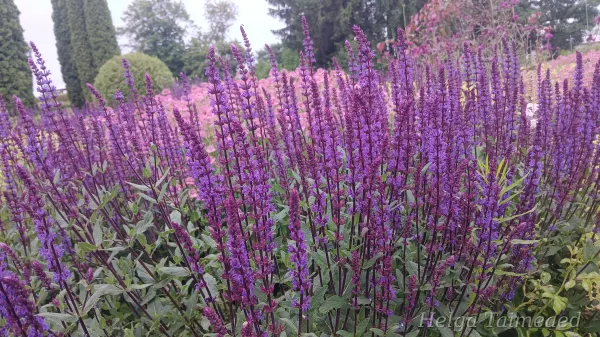 Salvia nemorosa 'Caradonna'