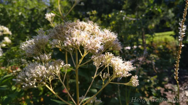 Eutrochium maculatum 'Snowball'