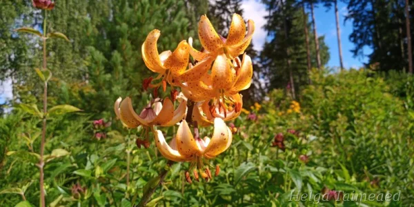 Lilium martagon 'Guinea Gold'